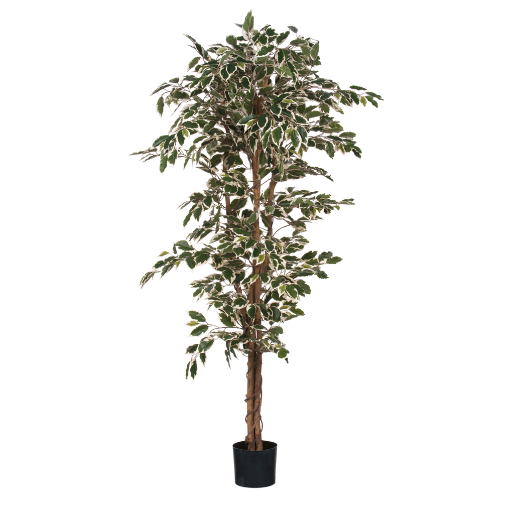 Ficus Kunstplant - H180 x Ø90 cm - Groen Bont