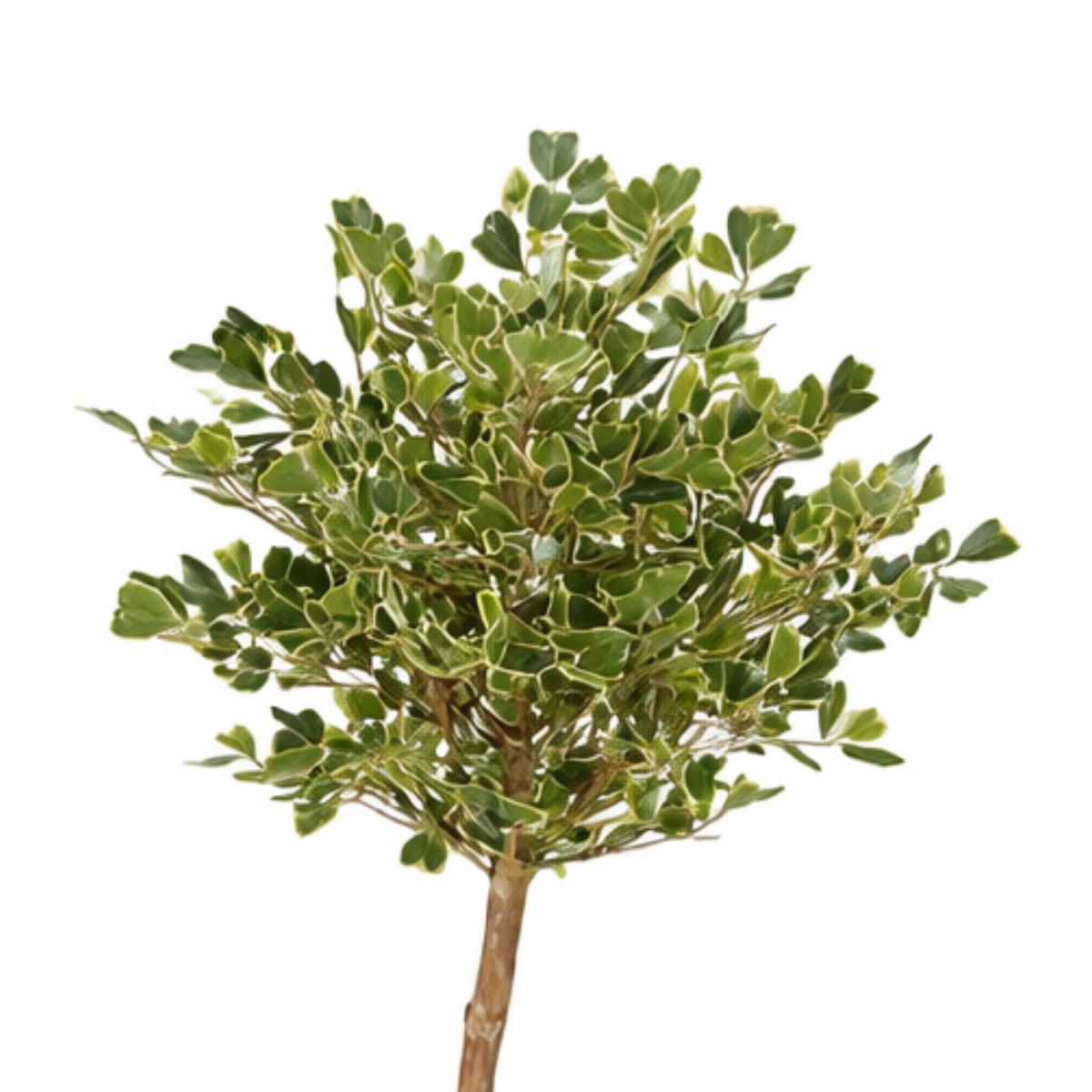 Kunstplant Ficus Groen Mica Decorations